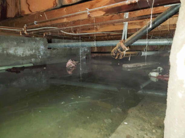 Best Basement water damage restoration  in La Grange Park, IL